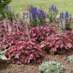 Fun And Games® 'Red Rover' Foamy Bells -Great Garden Plants Sales Store Heucherella Red Rover 4 P sw
