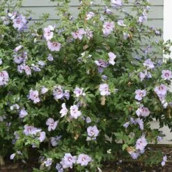 Azurri Blue Satin® Rose Of Sharon -Great Garden Plants Sales Store Hibiscus Azurri Blue Satin 3 P 0606f6d2 6998 4f8a 9b0b 871820dea8a7 sw