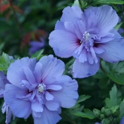 Blue Chiffon® Rose Of Sharon -Great Garden Plants Sales Store Hibiscus Blue Chiffon 3 P 1894c01e 5a60 49a2 9add a39d29ea2741 sw