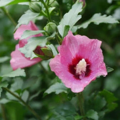 Lil' Kim® Red Rose Of Sharon -Great Garden Plants Sales Store Hibiscus Lil Kim Red 1