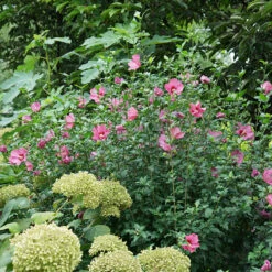 Lil' Kim® Red Rose Of Sharon -Great Garden Plants Sales Store Hibiscus Lil Kim Red 4