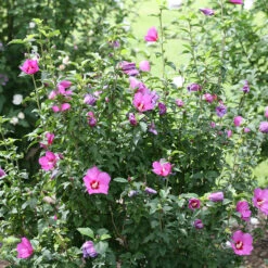 Lil' Kim® Violet Rose Of Sharon -Great Garden Plants Sales Store Hibiscus Lil Kim Violet 3