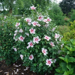 Paraplu Pink Ink® Rose Of Sharon -Great Garden Plants Sales Store Hibiscus Paraplu Pink Ink 3