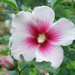 Paraplu Pink Ink® Rose Of Sharon -Great Garden Plants Sales Store Hibiscus Paraplu Pink Ink 4