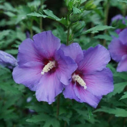 Paraplu Violet® Rose Of Sharon -Great Garden Plants Sales Store Hibiscus Paraplu Violet 3