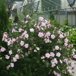 Pink Chiffon® Rose Of Sharon -Great Garden Plants Sales Store Hibiscus Pink Chiffon 2 P