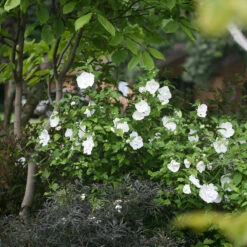 White Chiffon® Rose Of Sharon 8 White Chiffon® Rose Of Sharon -Great Garden Plants Sales Store Hibiscus White Chiffon 3 P