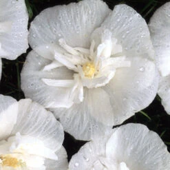 White Chiffon® Rose Of Sharon 9 White Chiffon® Rose Of Sharon -Great Garden Plants Sales Store Hibiscus White Chiffon 4 P