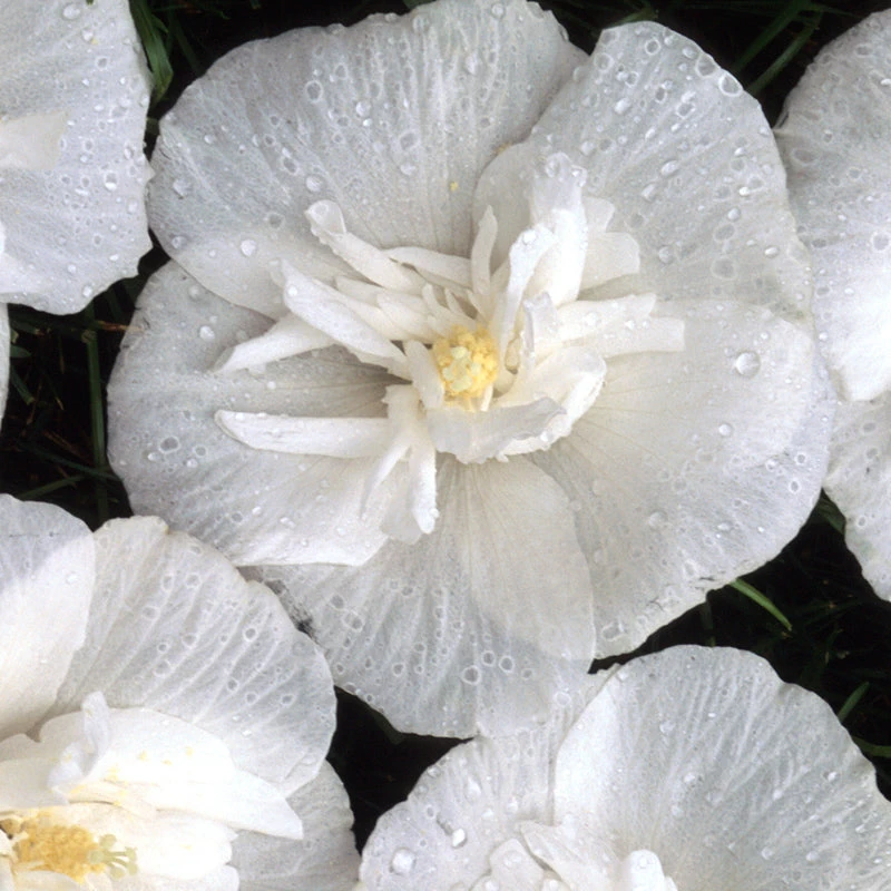 White Chiffon® Rose Of Sharon 4 White Chiffon® Rose Of Sharon - Image 4