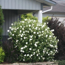 White Chiffon® Rose Of Sharon 10 White Chiffon® Rose Of Sharon -Great Garden Plants Sales Store Hibiscus White Chiffon 5 P
