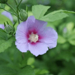 Paraplu Adorned™ Rose Of Sharon -Great Garden Plants Sales Store HibiscusParapluAdornedP1207362 1080x1080 3d3bc69