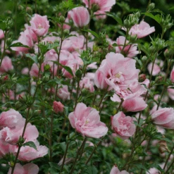 Pink Chiffon® Rose Of Sharon -Great Garden Plants Sales Store HibiscusPinkChiffonDSC02042 800x800 76e0ba8