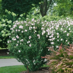 Pink Chiffon® Rose Of Sharon -Great Garden Plants Sales Store HibiscusPinkChiffonDSC08280 800x800 e1172b5