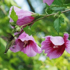 Purple Pillar® Rose Of Sharon -Great Garden Plants Sales Store HibiscusPurplePillarDSC05014c 800x800 505c099