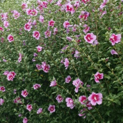 Purple Pillar® Rose Of Sharon -Great Garden Plants Sales Store HibiscusPurplePillarP1239242 800x800 ef37e54
