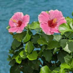 Hollywood Hibiscus™ America's Sweetheart™ Tropical Hibiscus 7 Hollywood Hibiscus™ America's Sweetheart™ Tropical Hibiscus -Great Garden Plants Sales Store Hibiscusrosa sinensisHollywoodAmericasSweetheartPool4 800x800 827728e