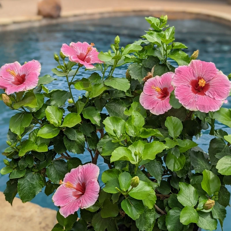 Hollywood Hibiscus™ America's Sweetheart™ Tropical Hibiscus 2 Hollywood Hibiscus™ America's Sweetheart™ Tropical Hibiscus - Image 2