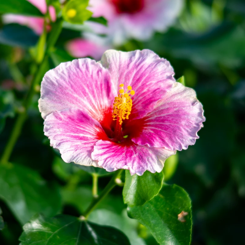 Hollywood Hibiscus™ America's Sweetheart™ Tropical Hibiscus 1 Hollywood Hibiscus™ America's Sweetheart™ Tropical Hibiscus