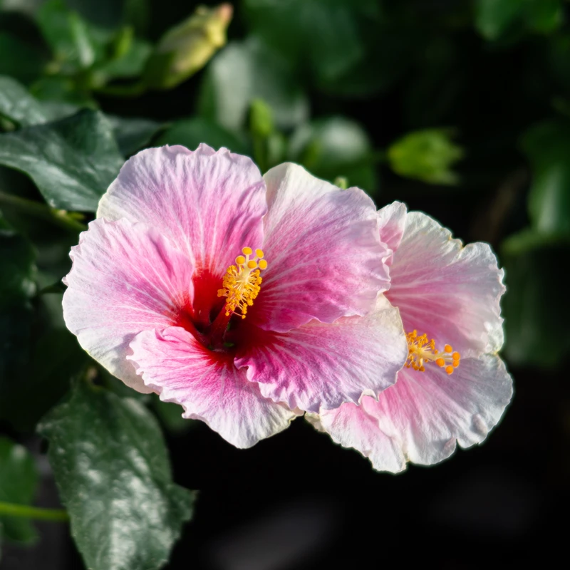 Hollywood Hibiscus™ America's Sweetheart™ Tropical Hibiscus 3 Hollywood Hibiscus™ America's Sweetheart™ Tropical Hibiscus - Image 3