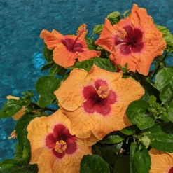 Hollywood Hibiscus™ Disco Diva™ Tropical Hibiscus -Great Garden Plants Sales Store Hibiscusrosa sinensisHollywoodDiscoDivaPool4 800x800 5f2eceb