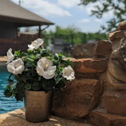 Hollywood Hibiscus™ Earth Angel™ Tropical Hibiscus -Great Garden Plants Sales Store Hibiscusrosa sinensisHollywoodEarthAngelPool6 800x800 4576e28