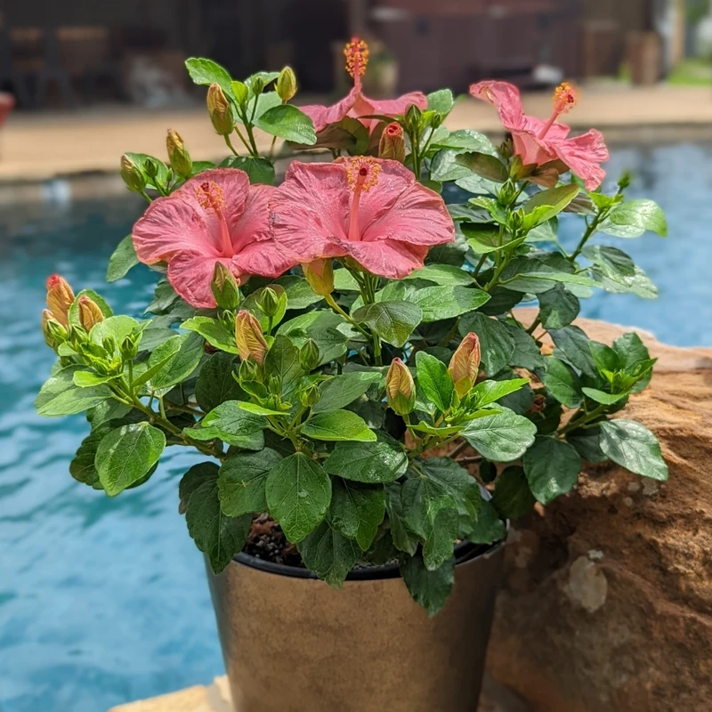 Hollywood Hibiscus™ First Lady™ Tropical Hibiscus 1 Hollywood Hibiscus™ First Lady™ Tropical Hibiscus