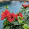 Hollywood Hibiscus™ Hot Shot™ Tropical Hibiscus