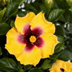 Hollywood Hibiscus™ Rico Suave™ Tropical Hibiscus -Great Garden Plants Sales Store Hibiscusrosa sinensisHollywoodRicoSuave2 800x800 40b2600