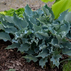 Shadowland® 'Waterslide' Hosta 10 Shadowland® 'Waterslide' Hosta -Great Garden Plants Sales Store Hosta Waterslide 2 P