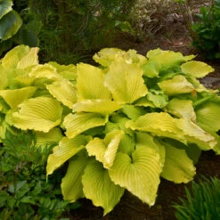 Shadowland® 'Coast To Coast' Hosta -Great Garden Plants Sales Store Hosta Coast to Coast 3 P