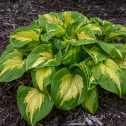 Shadowland® 'Etched Glass' Hosta -Great Garden Plants Sales Store Hosta Etched Glass 2 P
