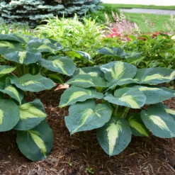Shadowland® 'Hudson Bay' Hosta -Great Garden Plants Sales Store Hosta Hudson Bay 3 P