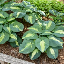 Shadowland® 'Hudson Bay' Hosta -Great Garden Plants Sales Store Hosta Hudson Bay 4 P