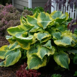 Shadowland® 'Seducer' Hosta -Great Garden Plants Sales Store Hosta Seducer 3 P