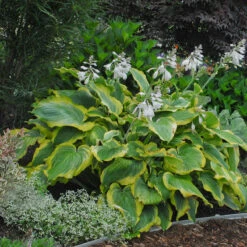 Shadowland® 'Seducer' Hosta -Great Garden Plants Sales Store Hosta Seducer 4 P