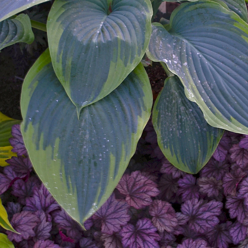 Shadowland® 'Wu-La-La' Hosta 2 Shadowland® 'Wu-La-La' Hosta - Image 2