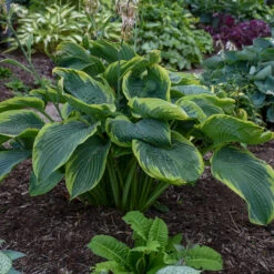 Shadowland® 'Wu-La-La' Hosta 6 Shadowland® 'Wu-La-La' Hosta -Great Garden Plants Sales Store Hosta Wu La La 3 P