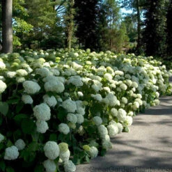 Hydrangeas For Cut Flowers Collection -Great Garden Plants Sales Store Hydrangea Annabelle 6