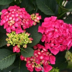 Cityline® Paris Bigleaf Hydrangea -Great Garden Plants Sales Store Hydrangea Cityline Paris 4 P sw