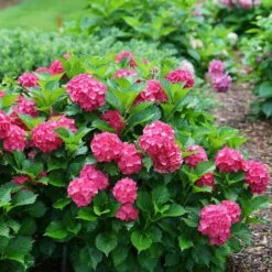 Cityline® Paris Bigleaf Hydrangea -Great Garden Plants Sales Store Hydrangea Cityline Paris 5 P sw