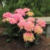 Cityline® Venice Bigleaf Hydrangea