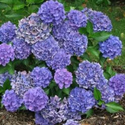 Cityline® Venice Bigleaf Hydrangea -Great Garden Plants Sales Store Hydrangea Cityline Venice 3 P sw