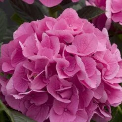 Cityline® Venice Bigleaf Hydrangea -Great Garden Plants Sales Store Hydrangea Cityline Venice 4 P sw