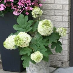 Gatsby Moon® Oakleaf Hydrangea 8 Gatsby Moon® Oakleaf Hydrangea -Great Garden Plants Sales Store Hydrangea Gatsby Moon 3 P sw