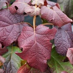 Gatsby Moon® Oakleaf Hydrangea 9 Gatsby Moon® Oakleaf Hydrangea -Great Garden Plants Sales Store Hydrangea Gatsby Moon 4 P sw