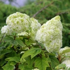 Gatsby Moon® Oakleaf Hydrangea 10 Gatsby Moon® Oakleaf Hydrangea -Great Garden Plants Sales Store Hydrangea Gatsby Moon 5 P sw