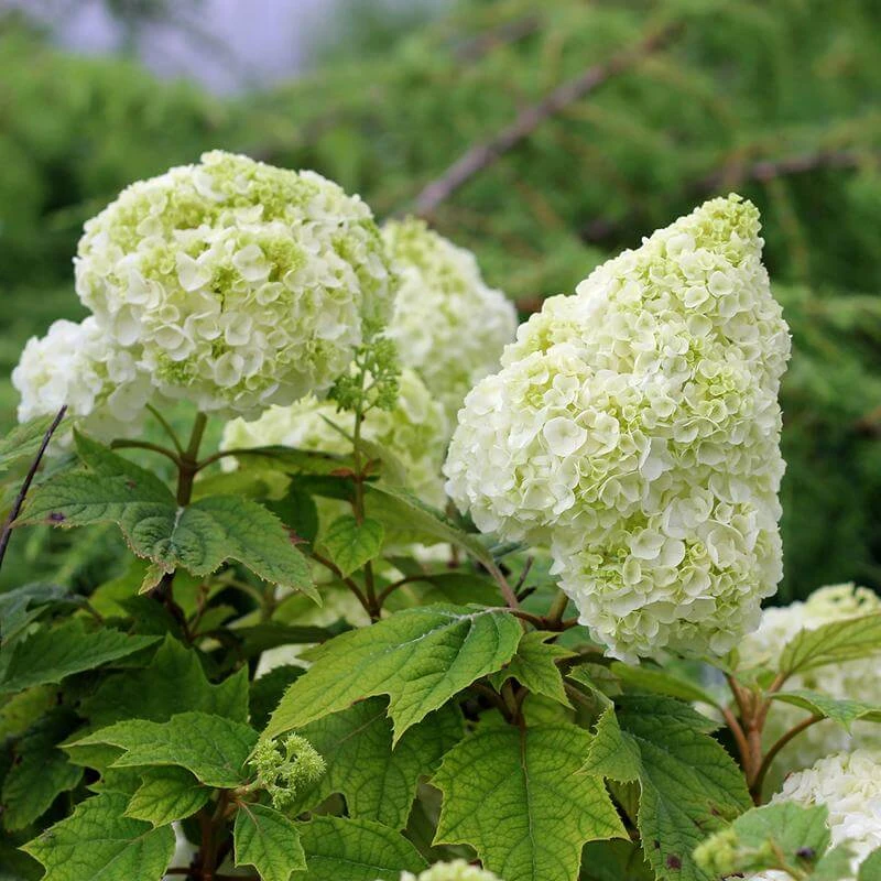 Gatsby Moon® Oakleaf Hydrangea 5 Gatsby Moon® Oakleaf Hydrangea - Image 5