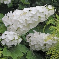 Gatsby Pink® Oakleaf Hydrangea -Great Garden Plants Sales Store Hydrangea Gatsby Pink 4 P sw