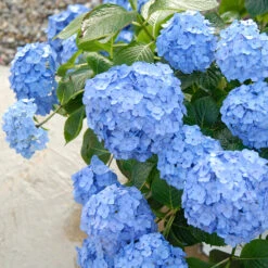 Let's Dance® Blue Jangles® Bigleaf Hydrangea -Great Garden Plants Sales Store Hydrangea Lets Dance Blue Jangles 3 P