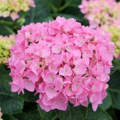 Let's Dance® Blue Jangles® Bigleaf Hydrangea -Great Garden Plants Sales Store Hydrangea Lets Dance Blue Jangles 4 P